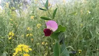 #natural beauty