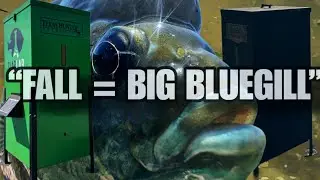 The Secret to Trophy Bluegill: Fall Feeding Explained