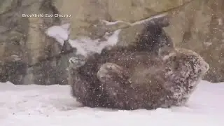 Kids and brown bear at the zoo in Illinois enjoy fun in the snow