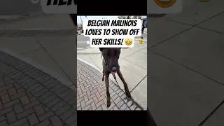 Belgian Malinois LOVES to show off! 🤩 #dogtraining #malinois #orbit #spring #brandywinedogacademy
