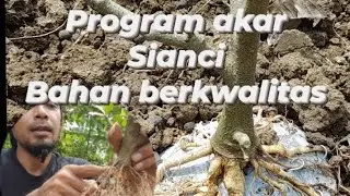 PROGRAM AKAR SIANCI KELILING DUNIA LANGSUNG TANAM