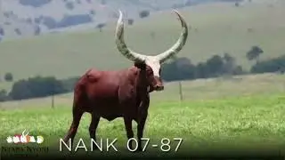 Ntaba Nyoni Cattle production auction