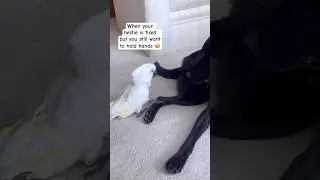 My parrot and dog are best friends 🥹 #cockatoo #parrot #dog #friends #cuteanimals #reaction