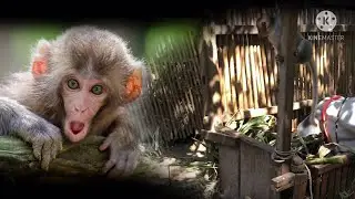 So pity Baby monkey scared my village cow