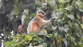 Capped Langur Video by Dr  Raju Kasambe
