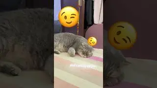 My cat's new anthem! Can you relate? #viralvideo #cat #shorts#fyp #fypage #trending #trendingshorts