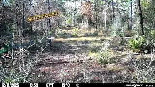 Fox, Deer & Bobcat Caught on Camera | North Florida Wildlife, December