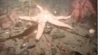 Short Spined Star - Reef Check California Indicator Organism