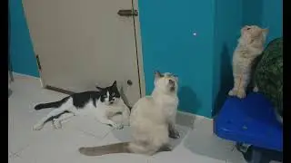 Cats are always up to something 