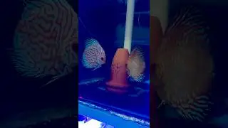 Это просто потрясающе! #paulstingray #exoticaquariumfish #discusfish