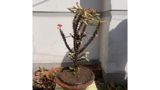 Soil Change || Crown-of-thorns