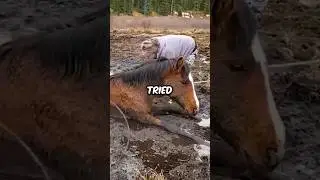 We SAVED a Horse from Certain Death #shorts