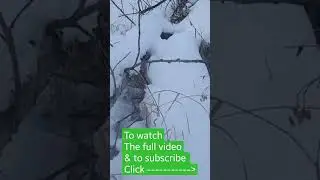A Tip for Hunting Rabbit or Snowshoe Hare #shorts #short #teaser #hunting #rabbithunt #tip