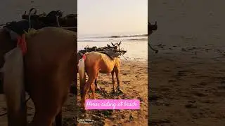 Horse riding at beach ⛱️। Connection with nature and animals। #horseriding
