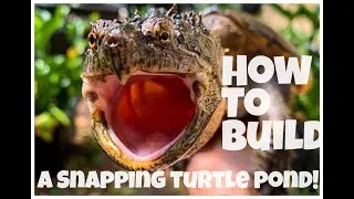 How to build a snapping turtle pond!!!
