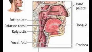 COMMON COLD 2 , HEALTH EDUCATION , INFECTION CONTROL (ICSP) , URDU / HINDI