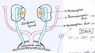 Development of Gonads - Embryology