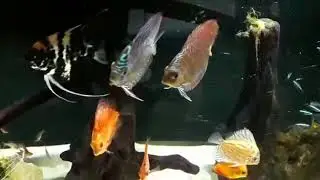 Peixe disco estressado