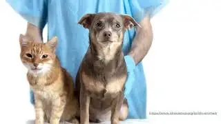 Integrative Therapies in The Veterinary World
