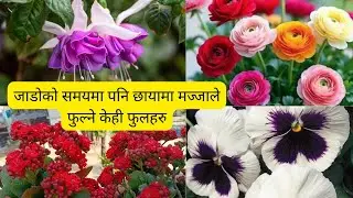 जाडोको समयमा पनि छायामा मज्जाले फुल्ने केही  फुलहरु ।Winter shade loving  plants..