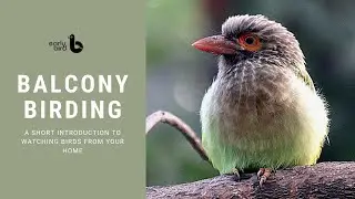Balcony Birding