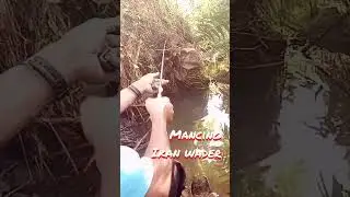 mancing ikan wader,sore hari.airnya jernih, #mancing #ikan #andong #wader
