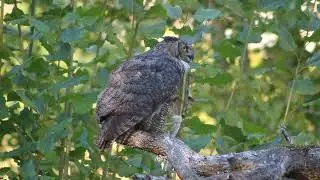 Great horned owl on fallen tree scoping potential prey