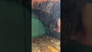 #boxing up this #Swarm #mountainside #bees #savethebees #handfuls