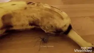 Spider Bursts Out Of A Banana!!!