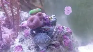 Porcelain Crab