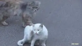 accouplement de chats 😱😱😱