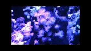 NZ Temperate Marine 20140127