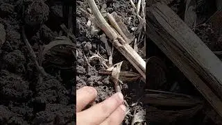 #agronomia #агротехнологии #farming сев оз.пшеницы