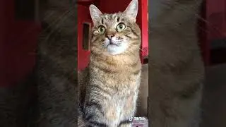 Смешные КОТЫ из Tik Tok / Funny CATS #степа #тикток