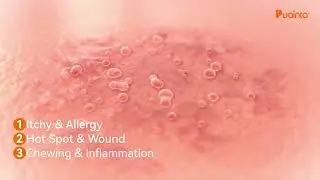 Ultimate Pet Skin Spray: Sooth, Protect, and Heal Your Pet's Skin!🐾#puainta #pets #petbenefits