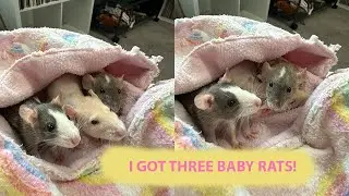 I Got Three Baby Rats!