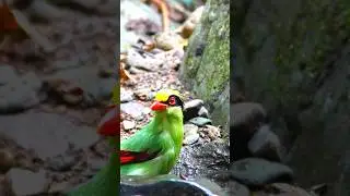 🌿 Discover the Vibrant Common Green Magpie! 🐦 #shorts  #wildlifeconservation #viral #viralvideo