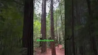 Tall Trees at Redwood Forest, Rotorua - New Zealand. #shorts #rotorua #trees