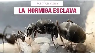 LA HORMIGA ESCLAVA ( FORMICA FUSCA) DÍA 1 a DÍA 40