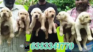 Lab Puppies sale in Nagercoil /kanyakumari/tiruvandrum/marthandam/ kovilpatti#labpuppyesale