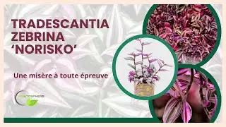 Misère, un Tradescantia très facile! #vegetosphere #tradescantia #tradescantiazebrina #flowers