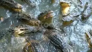 #nature #animals #amazingviralvideo #crocodilefight