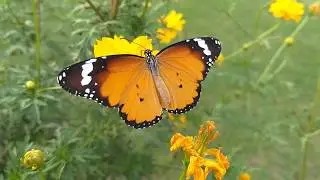 Nature Videos for Relaxation of mind  ......(Dr.Muhammad Mushtaq)(Wide Range)