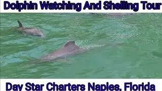 See Wild Dolphins on this Dolphin Watching / Shelling Charter with Day Star Charters in Naples FL.