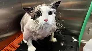 Стрижка кошки весом 26 фунтов