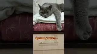 кот#британский #cat