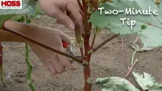 How to Prune Okra for Easier Harvesting!