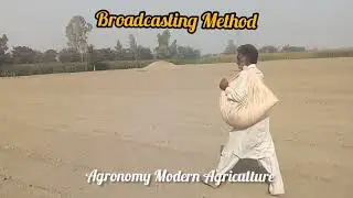 Broadcasting Sowing Method of Wheat  Crop.