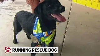 Rescued dog shares love of running half marathons with owner