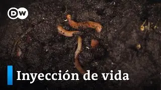 Las lombrices, regeneradoras de los suelos